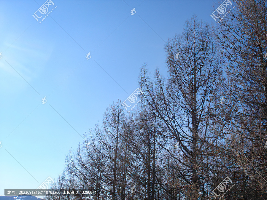 湛蓝的天空和枯树枝