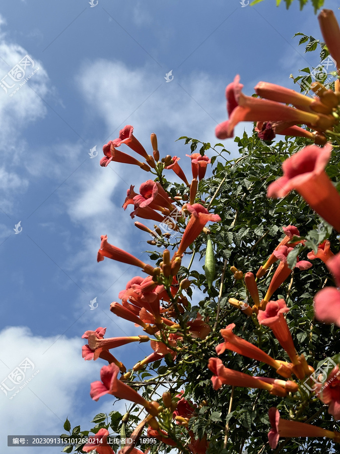 凌霄花