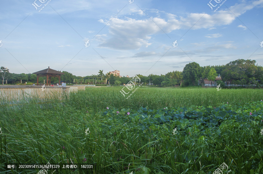 笋江公园夏日风景