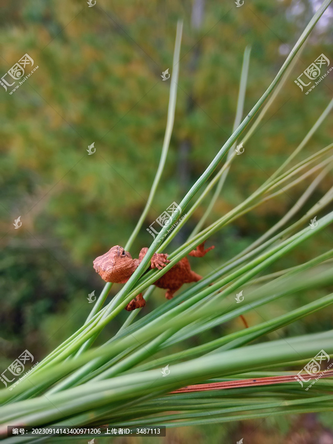 昆明龙蜥趴在松针上