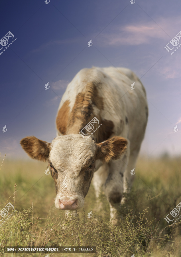 牛奶牛牛吃草
