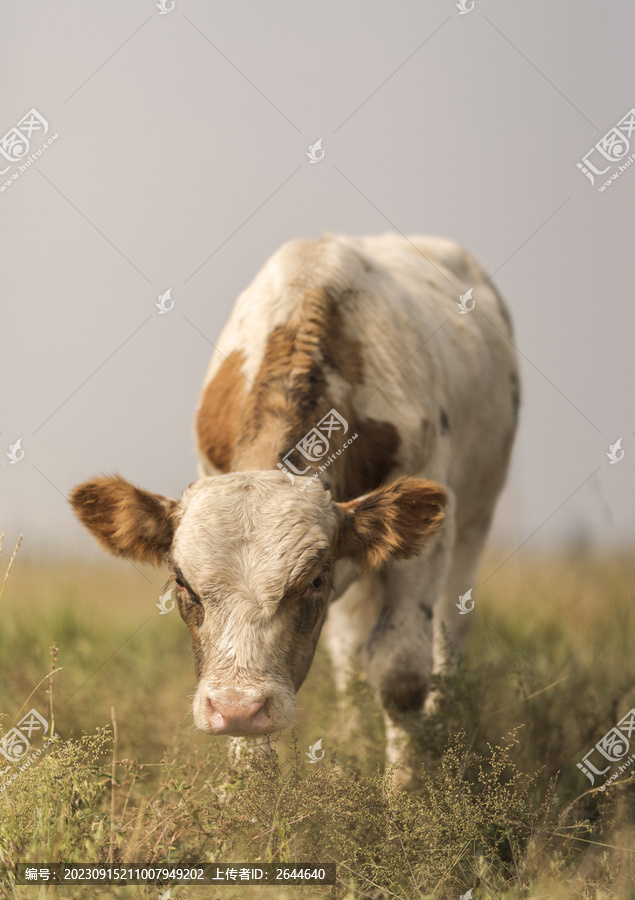牛奶牛草原