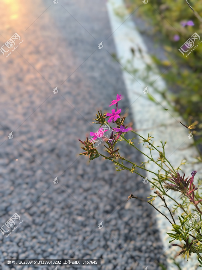 美女樱路边小野花