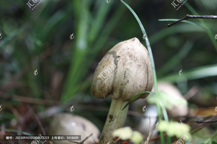 野生鸡枞菌山里的鸡枞菌