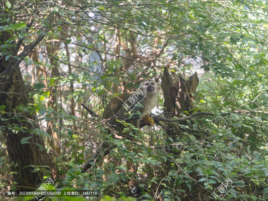 松鼠猴在树林里穿梭