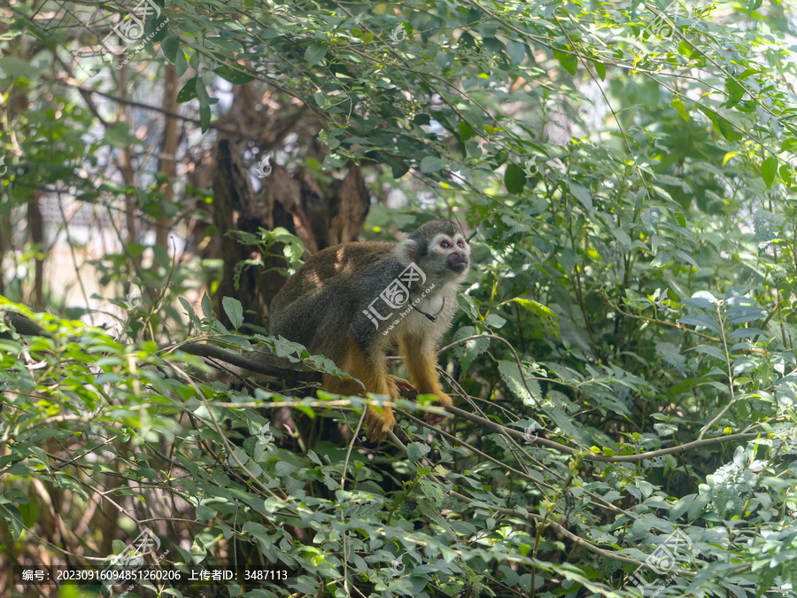 松鼠猴穿梭在树丛中