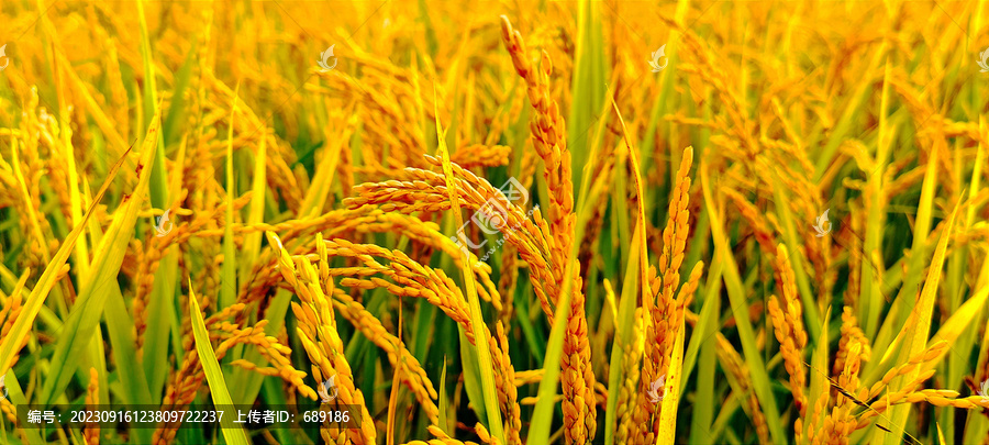 水稻穗