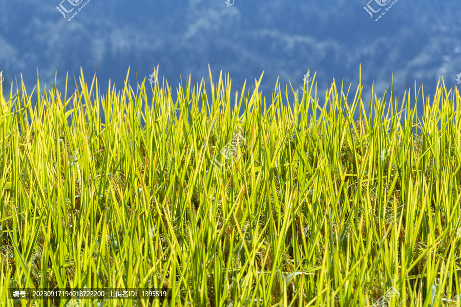 金色水稻禾叶