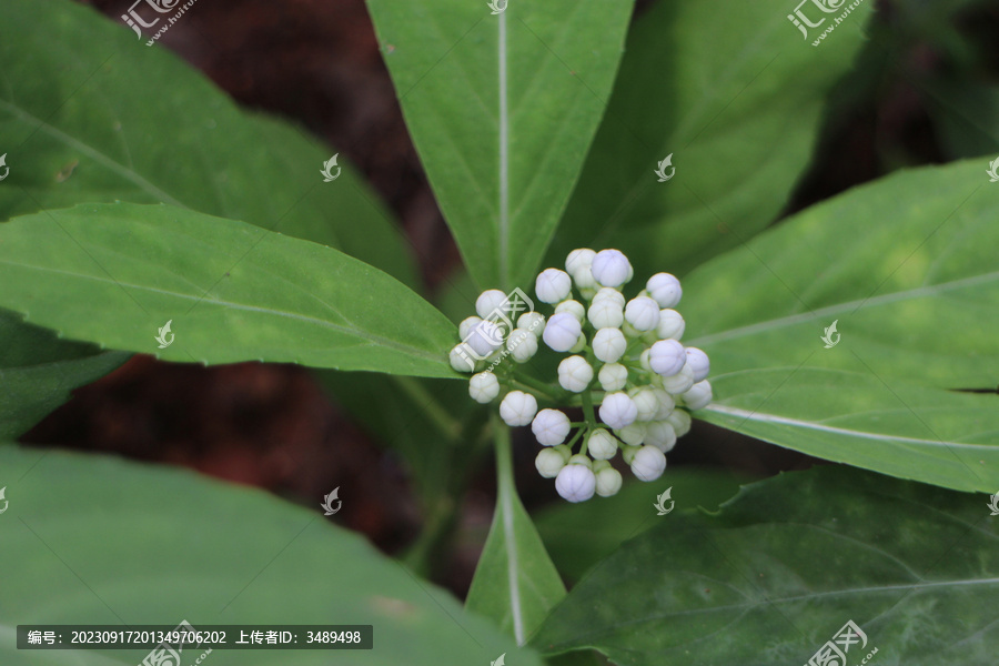 白色绣球花苞