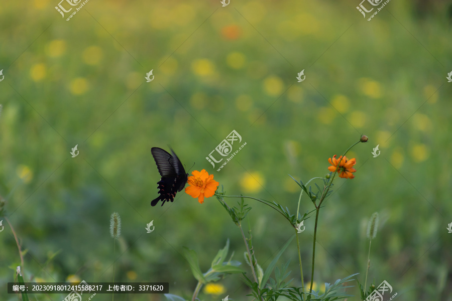 蝴蝶和花朵壁纸素材