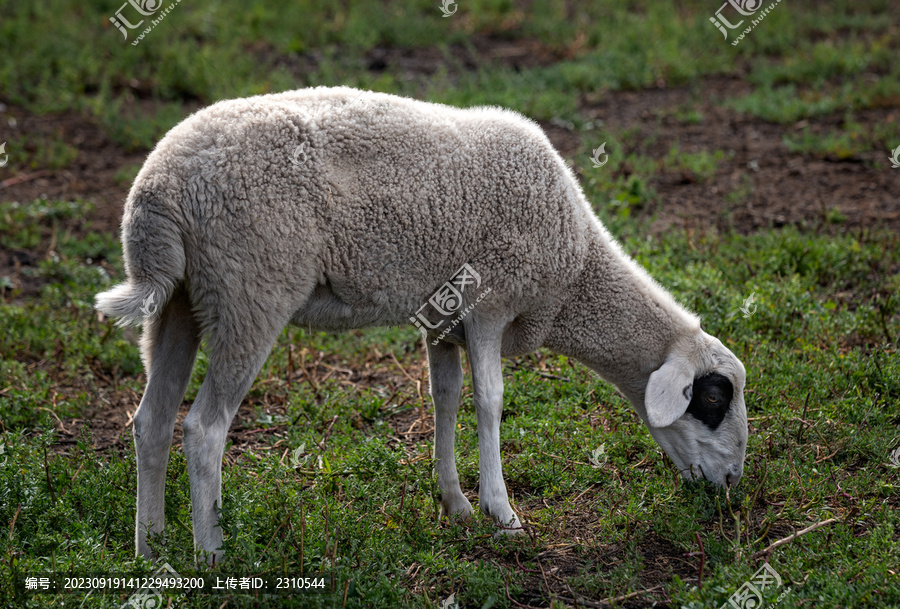 草原上的吃草的羊