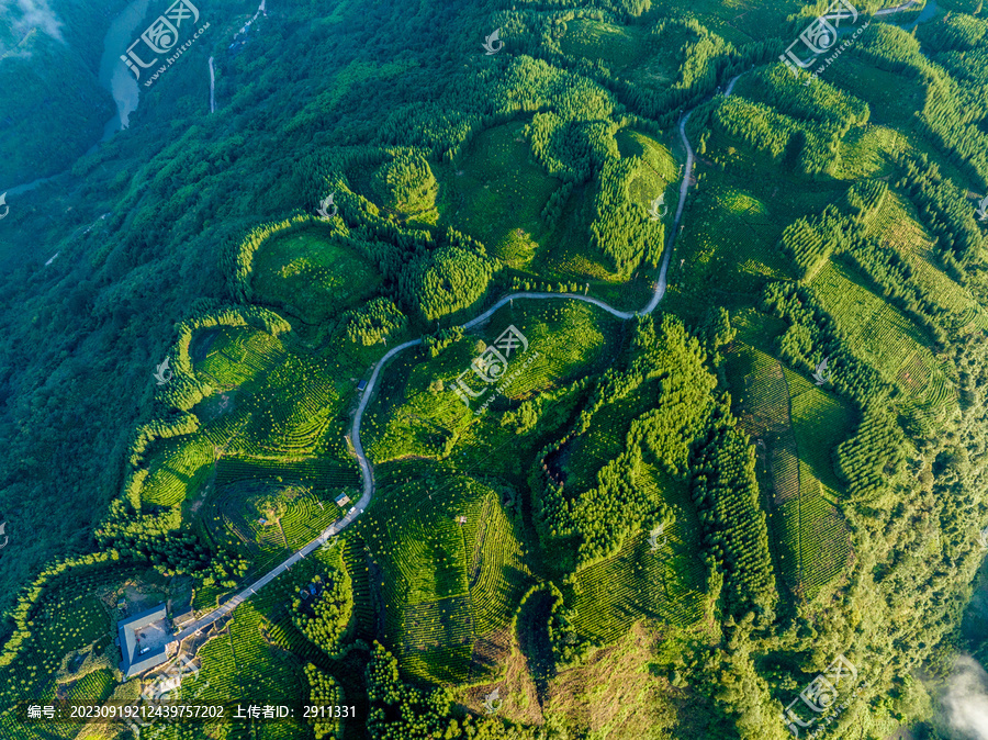 高山云雾茶园风光老川茶基地