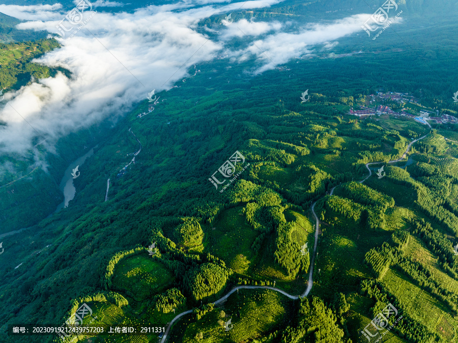 高山云雾茶园风光老川茶基地