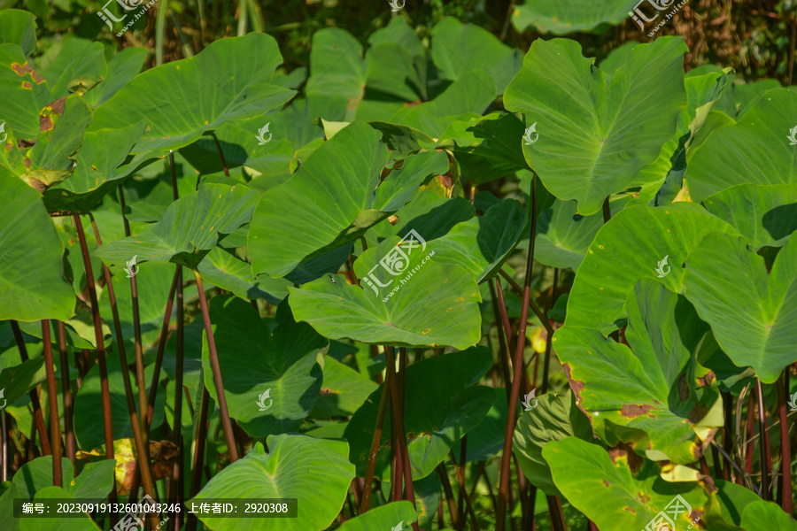 芋头