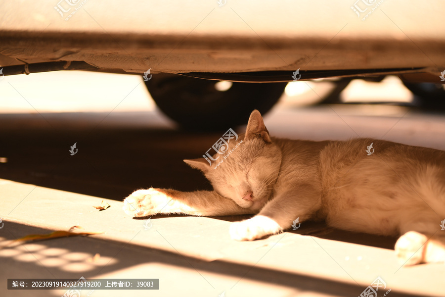 睡在车上乘凉的小猫