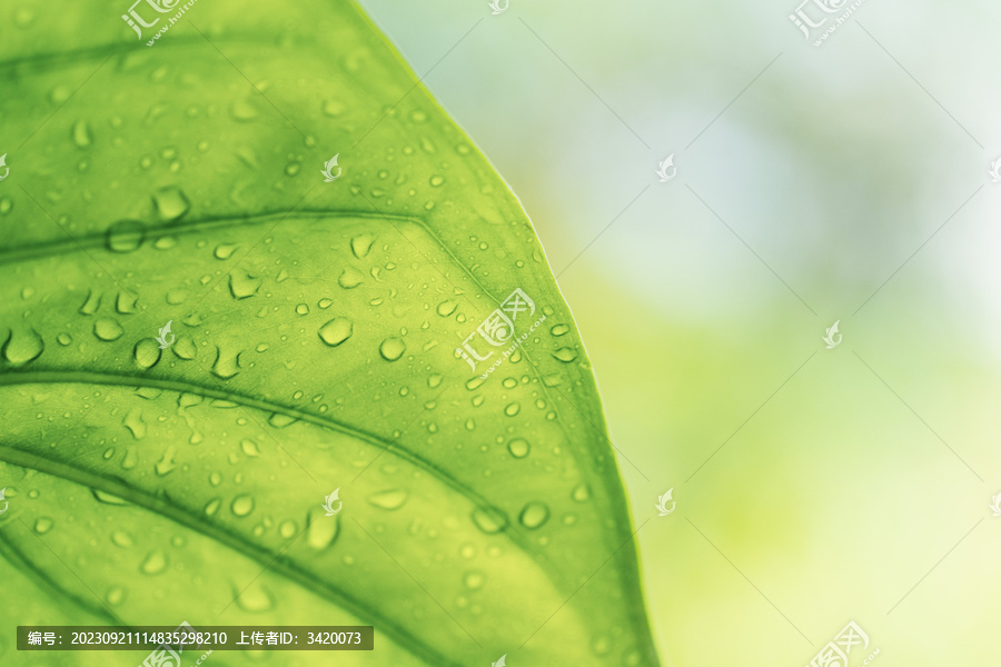 雨后水珠植物叶片柳州柳侯公园