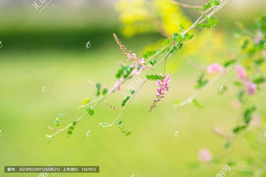 木蓝花