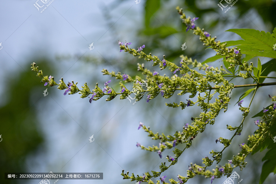 黄荆花