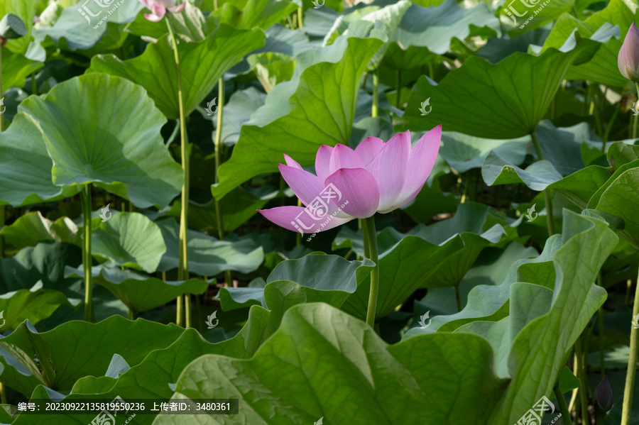 鸣翠湖公园荷花