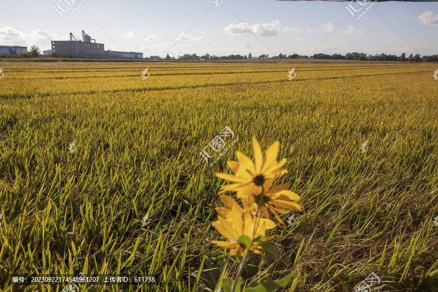 吉林市水稻飘香丰景如画