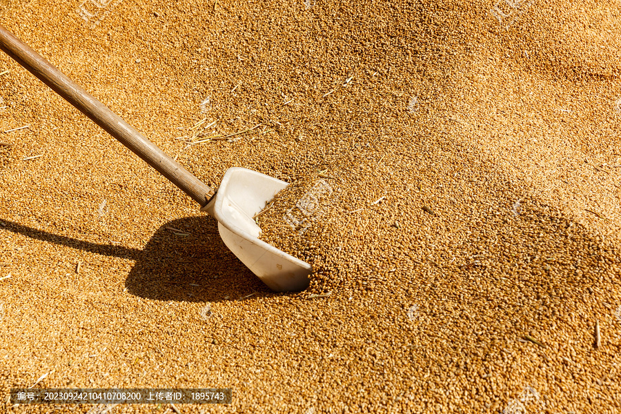 麦收季节小麦堆