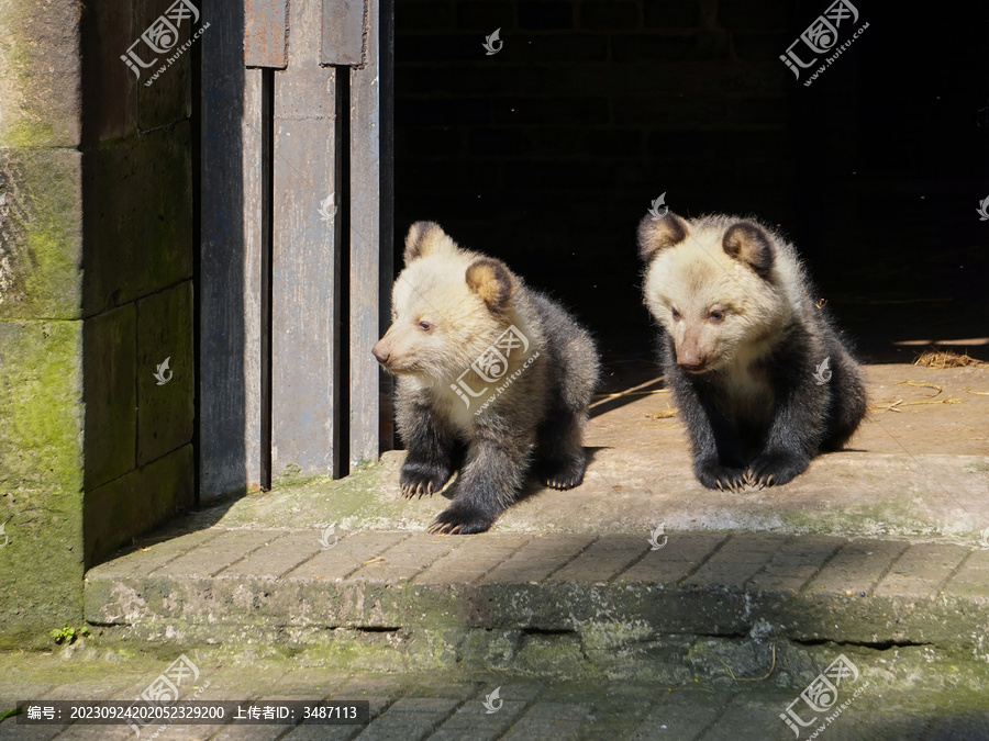 两只西藏棕熊幼崽在石门前