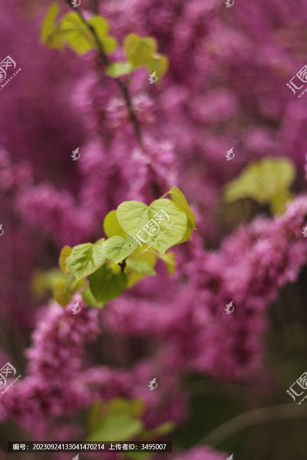 紫藤花背景的心形叶子