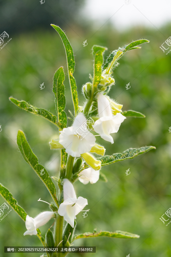 芝麻开花