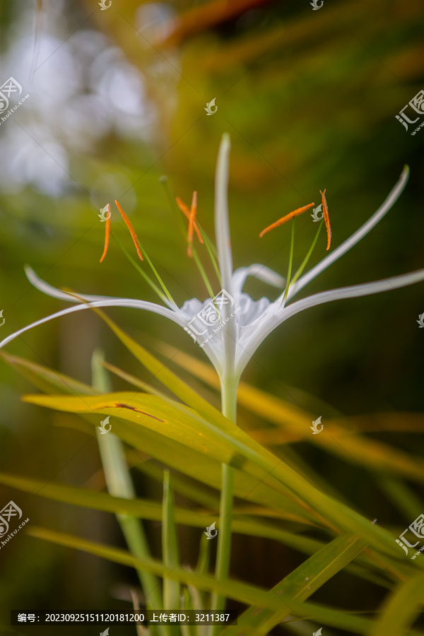 水鬼焦花