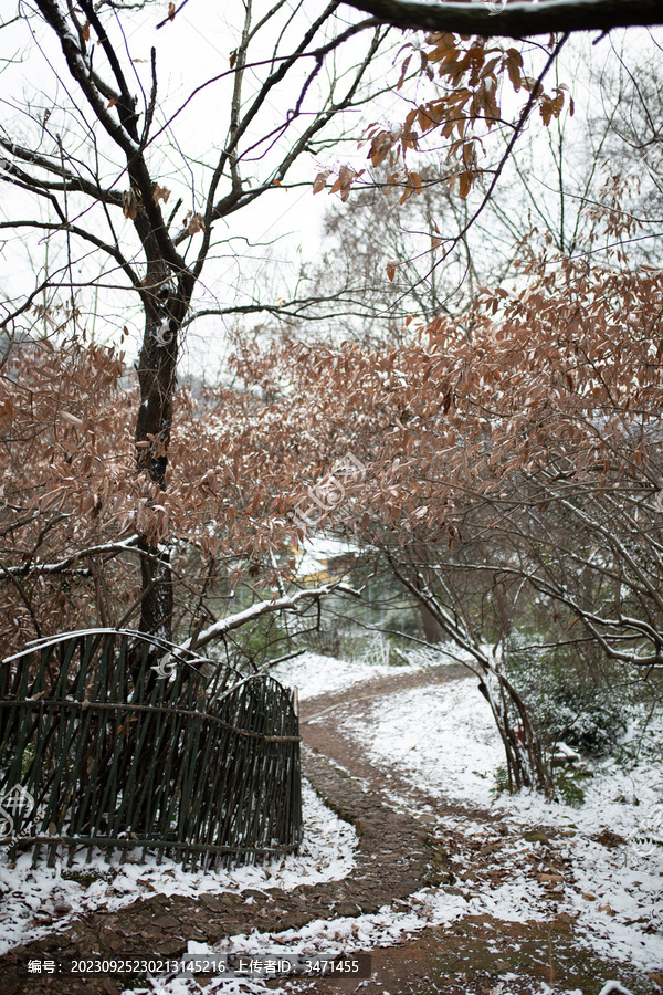 树山初雪