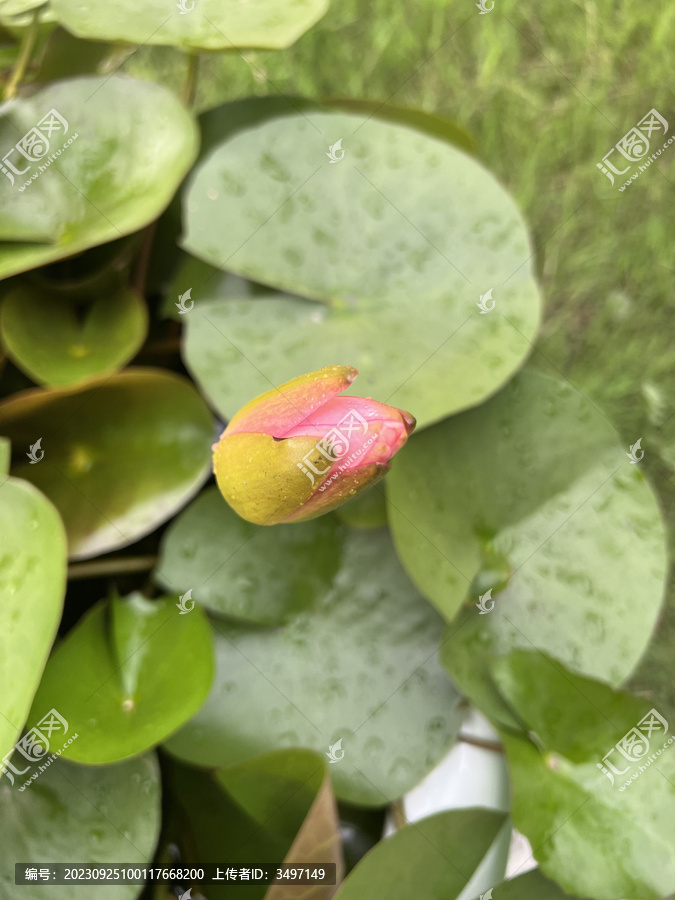 雨中含苞待放的睡莲