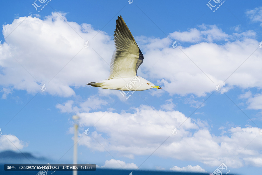 飞翔的海鸥