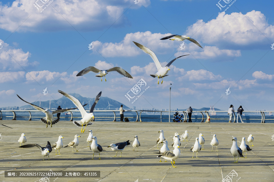 大连海之韵公园海鸥