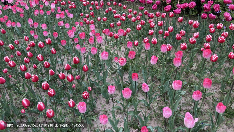 春季花卉