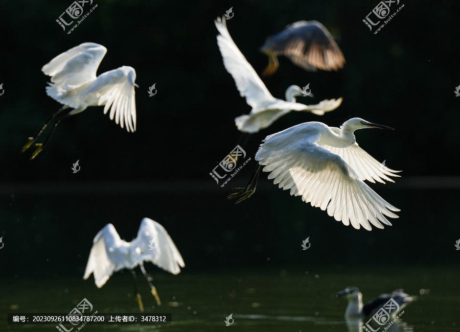 晨光中一群飞翔的白鹭