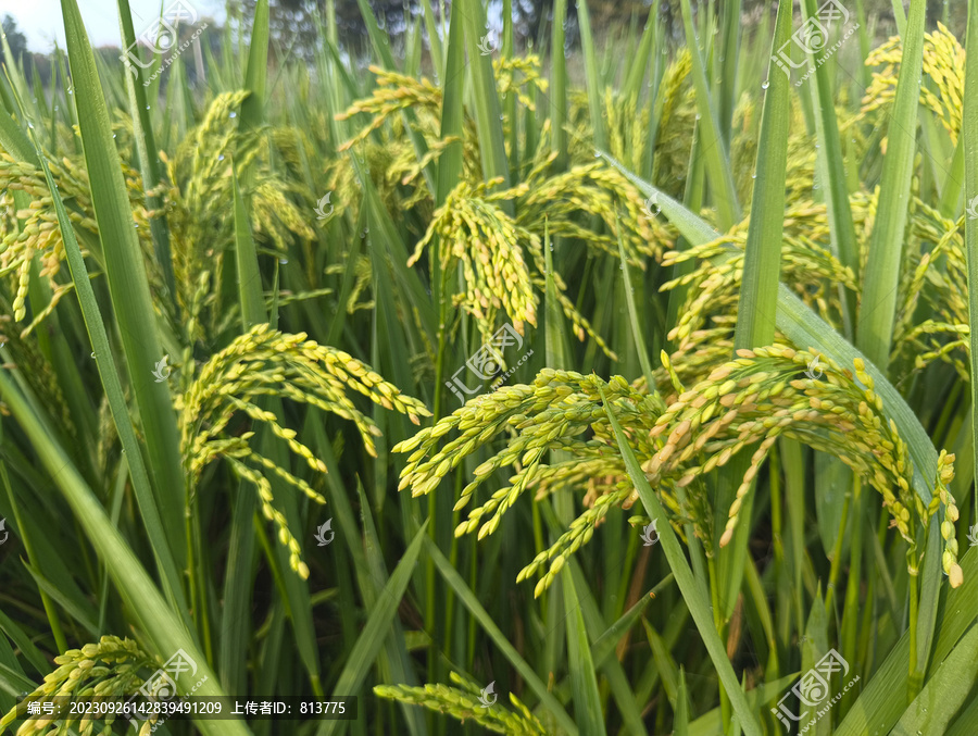 丰收稻米稻穗