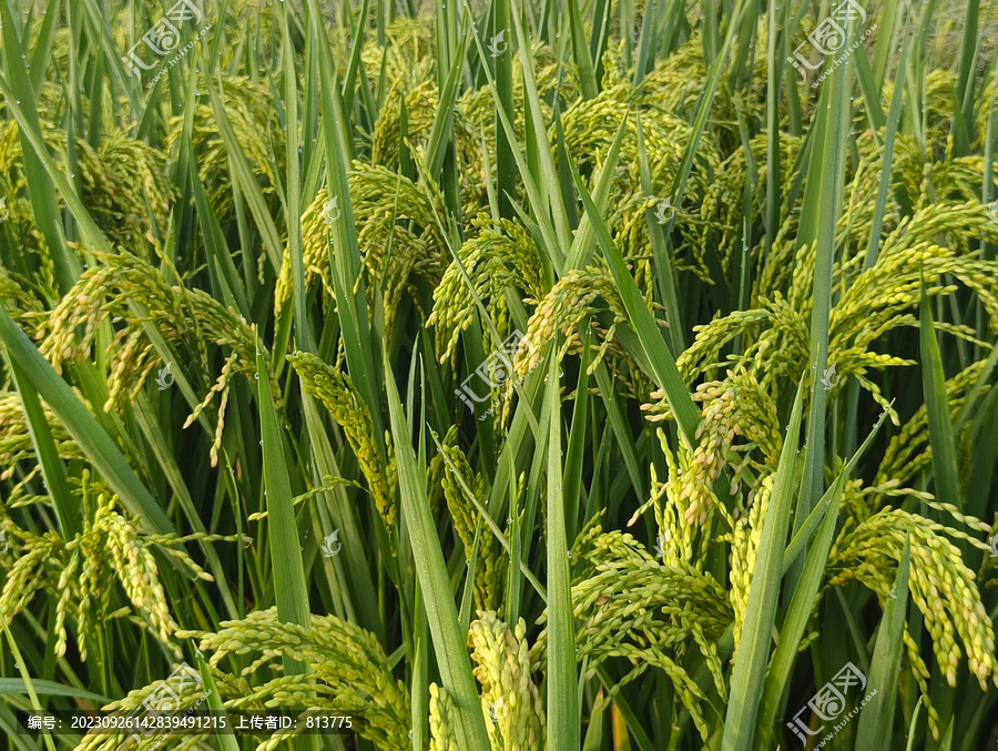 生态稻田稻米
