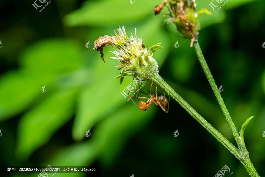 蚂蚁和蚜虫之间的共生