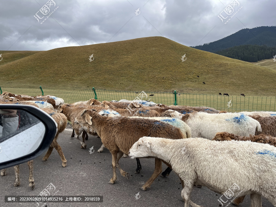 马路边的羊群