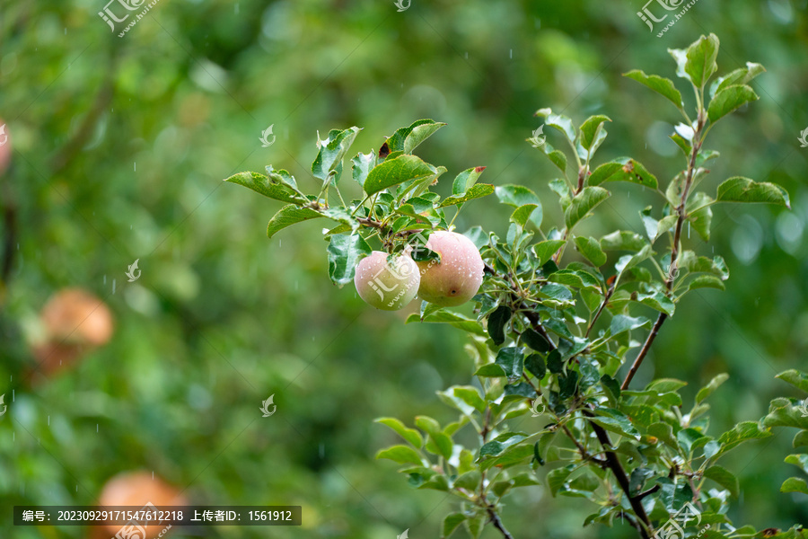 苹果树