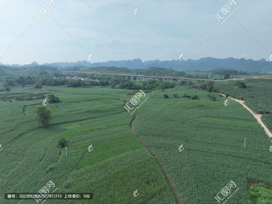 香蕉甘蔗种植园