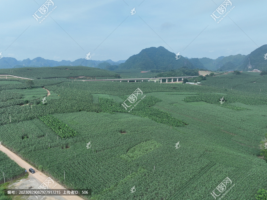 香蕉甘蔗种植园