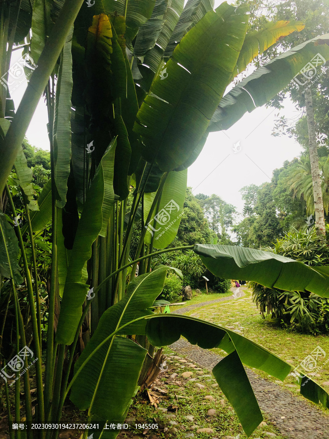 热带植物