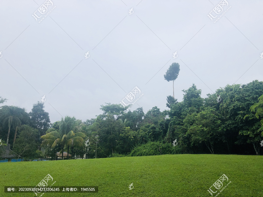 热带雨林