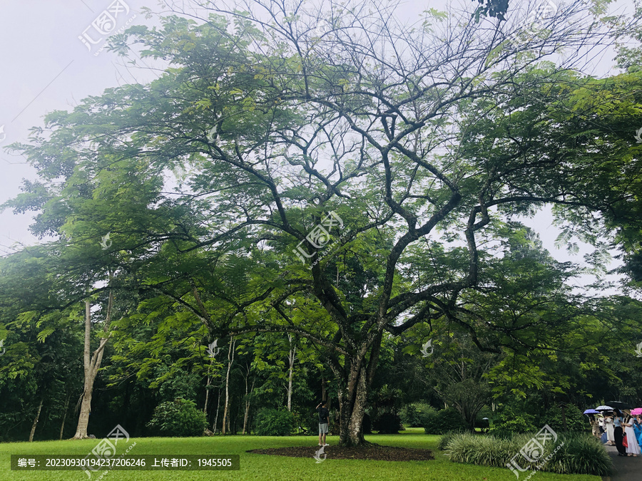 热带植物