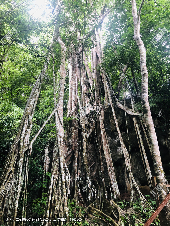 热带植物