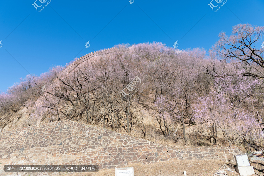 山上的樱花