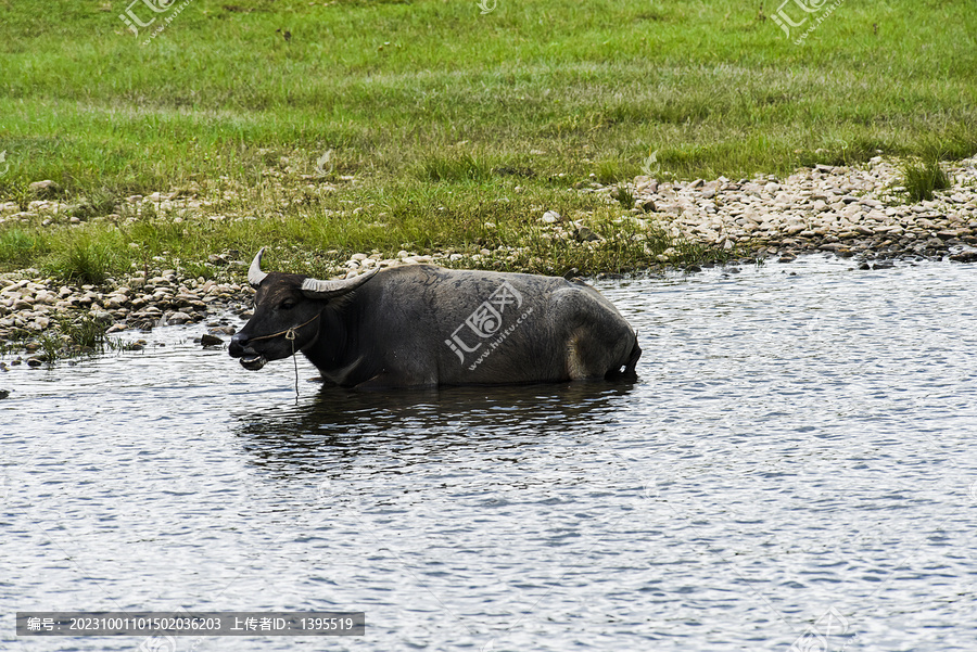 漓江水牛