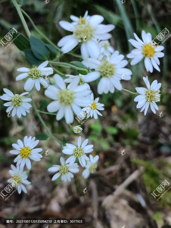 野生菊花