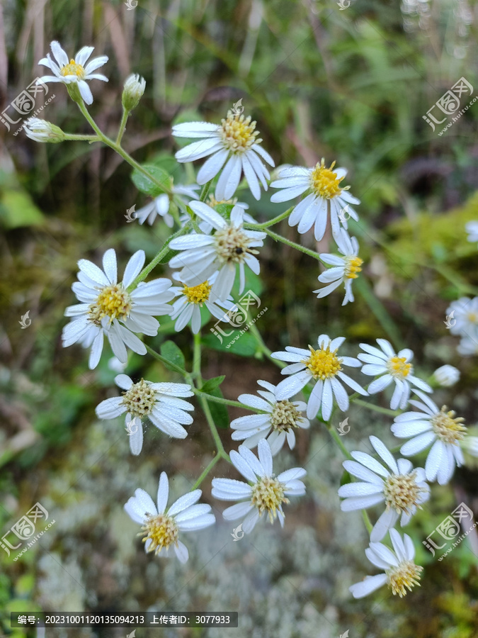 小菊花